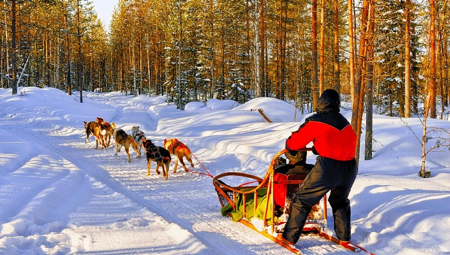 Собаки в упряжке