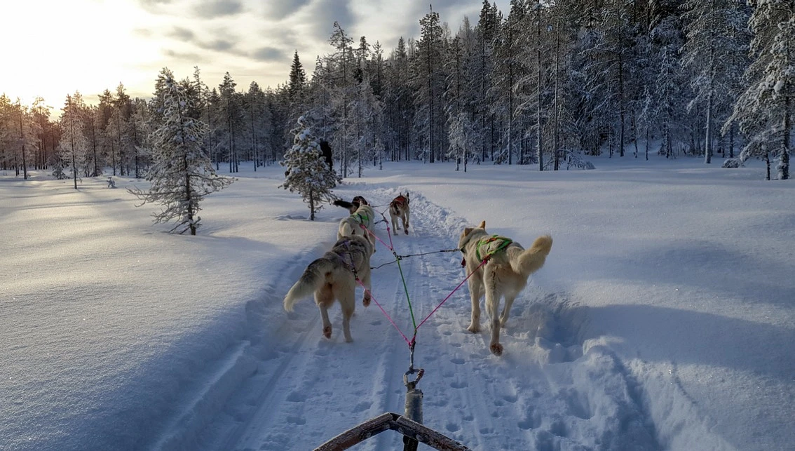 Собачья упряжка